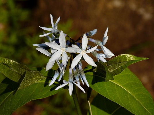 {Amsonia tabernaemontana}